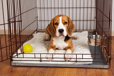 Av köpeği bir kafeste yatıyor. Hayvanların korunması ve güvenli bir şekilde taşınması için kablo sandığı.