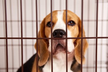 Demir kafeste evcil hayvanlar için bir av köpeği.. 