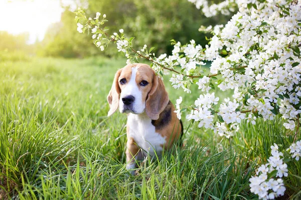 Beagle Dog Park Blooming Apple Tree Spring Background — Stock Photo, Image