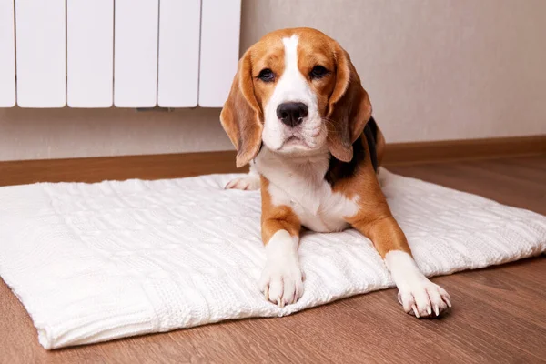 Perro Beagle Está Tirado Suelo Por Radiador Caliente Concepto Sistema — Foto de Stock