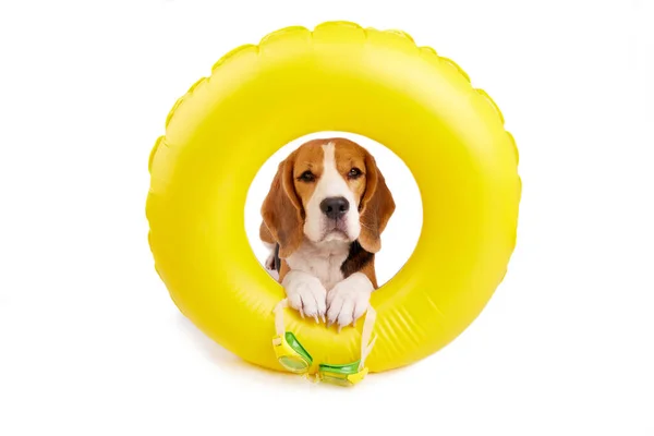 Beyaz izole bir arka planda şişme yüzükte yüzen bir av köpeği. Havuzda yüzmek için hazırlık. Yaz tatili.