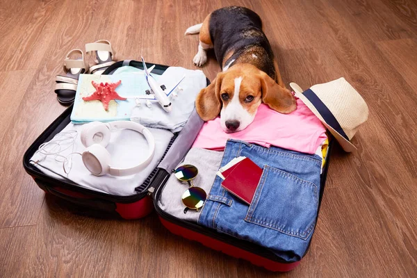 Pies Gończy Leży Otwartej Walizce Ubraniami Rzeczami Rekreacyjnymi Podróże Letnie — Zdjęcie stockowe