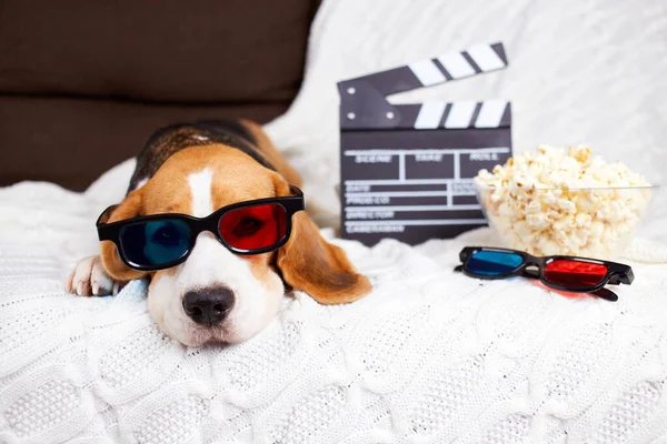 A beagle dog in 3d glasses is lying on the sofa and watching a movie.