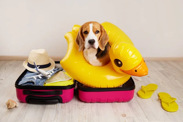 A beagle dog in an inflatable swimming circle in the shape of a duckling sits in a suitcase with things and accessories for summer holidays.