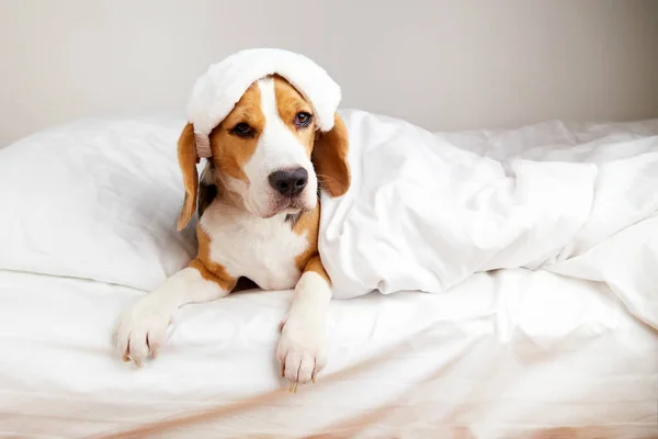 A Beagle dog in a sleep mask is lying on the bed under a blanket.