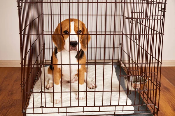 Beagle Dog Sitting Iron Pet Cage Apartment Wire Box Keeping — Stock Photo, Image