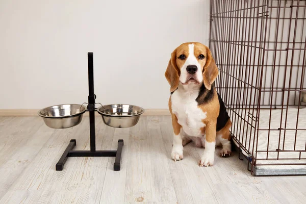 Lindo Perro Beagle Está Sentado Habitación Por Los Cuencos Para — Foto de Stock