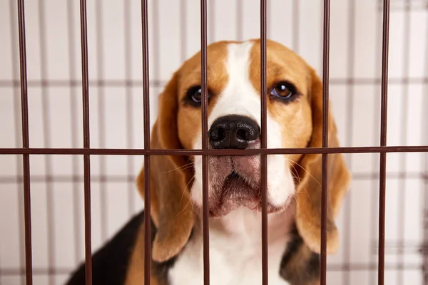 stock image A beagle dog in an iron cage for pets. 