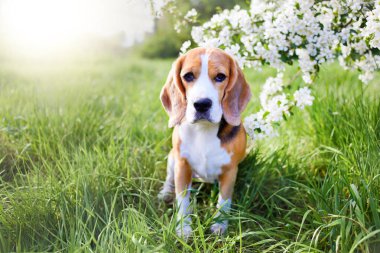 Parktaki güneşli bir açıklıkta, çiçek açan elma ağacının yanında bir av köpeği. Bahar arkaplanı.