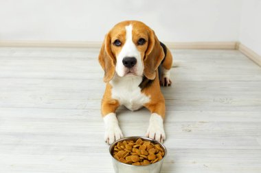 Bir av köpeği yerde bir kase kuru yemeğin yanında yatıyor. Beslenmeyi bekliyor.