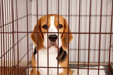 Evcil hayvanlar için demir kafeste üzgün bir av köpeği. Bir hayvanı beslemek için bir tel kutu.. 