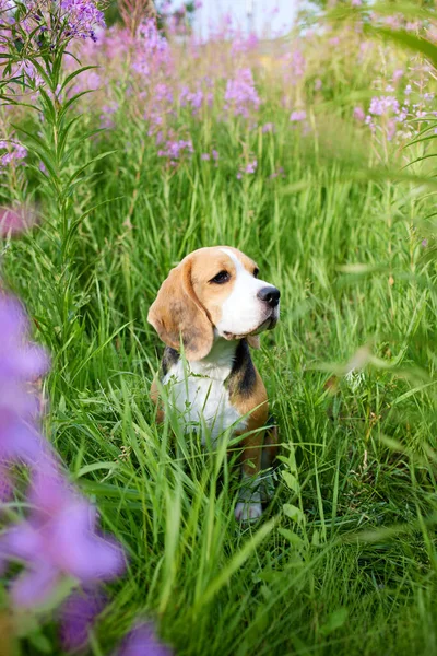 Lindo Perro Beagle Flores Color Lila Campo Floreciente Leña Una —  Fotos de Stock