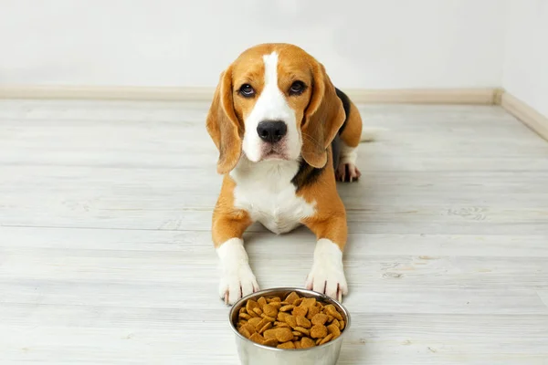 Bir av köpeği yerde bir kase kuru yemeğin yanında yatıyor. Beslenmeyi bekliyor.