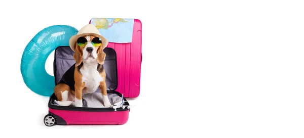 Ein Beagle Hund Mit Strohhut Und Sonnenbrille Sitzt Einem Koffer — Stockfoto