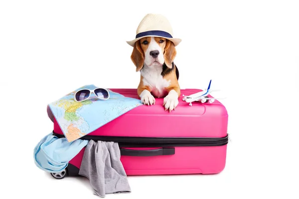 Een Beagle Dog Een Strohoed Bij Een Koffer Met Spullen — Stockfoto
