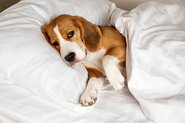 The Beagle dog is lying on a pillow on the bed under a blanket . Cozy homely atmosphere.