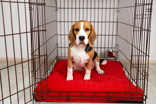 A beagle dog sits in an open cage for pets in an apartment. A wire box for keeping an animal.
