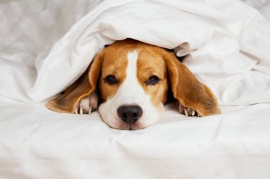 Tatlı köpek Beagle battaniyenin altındaki yatakta dinleniyor..
