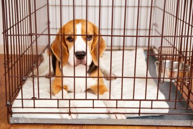 Av köpeği evdeki kapalı evcil hayvan kafesinde yatıyor.. 