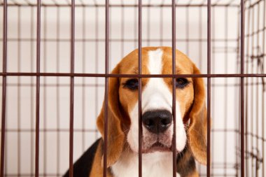 Evcil hayvanlar için demir kafeste üzgün bir av köpeği. Hayvanın korunması ve güvenli bir şekilde taşınması için tel kutu..