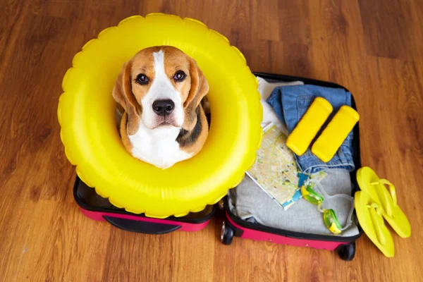 A beagle dog in a suitcase with things and accessories for a summer vacation at sea.Top view.