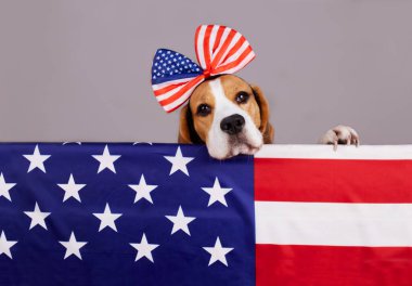  Amerikan bayrağının arkasındaki av köpeği. ABD Anma Gününüz kutlu olsun. 4 Temmuz Bağımsızlık Günü. 