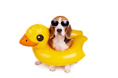 Beyaz izole edilmiş bir arka planda, ördek yavrusu şeklinde şişme bir dairede uçan bir av köpeği. Yaz tatili. Boşluğu kopyala.