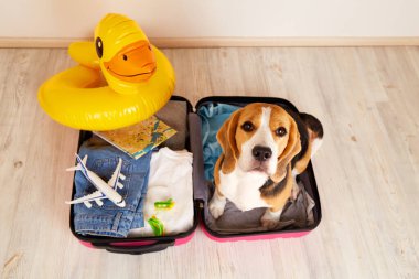 İçinde bir şeyler olan bir valizin başında bir av köpeği ve denizde yaz tatili için şişme bir ördek yavrusu. Üst görünüm.