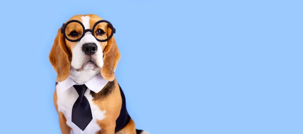 Perro Beagle Con Vidrio Redondo Una Corbata Sobre Fondo Azul —  Fotos de Stock