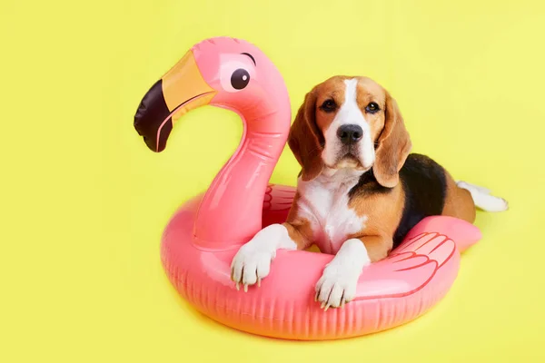 stock image A beagle dog on an Inflatable pink flamingo on a yellow background. Summer holidays. 