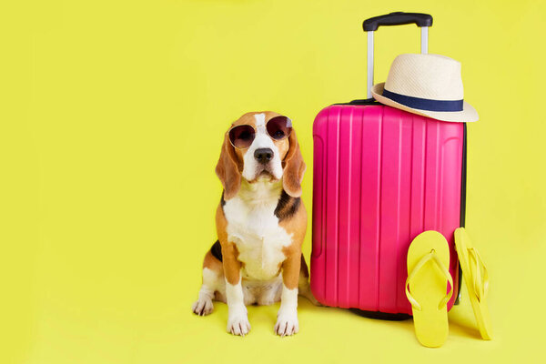 A beagle dog wearing sunglasses sits by a suitcase with things on a yellow isolated background. Summer travel, preparation for the trip, packing of luggage.