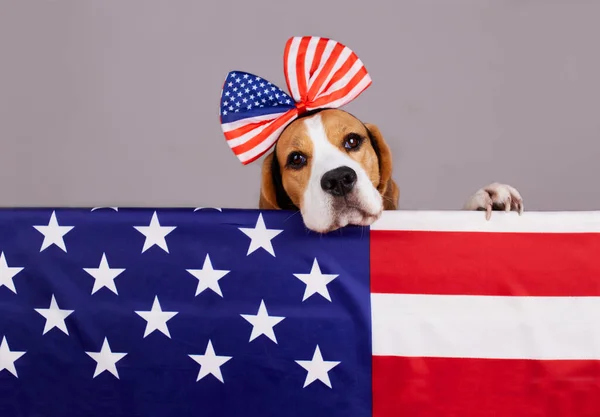 Beagle dog behind the American flag. Happy USA Memorial Day. 4 July Independence Day.
