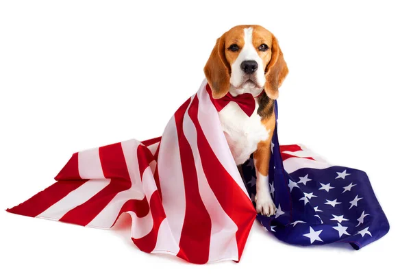 stock image The Beagle dog and the American flag on a white isolated background. July 4 Independence Day. Happy Memorial Day USA. 