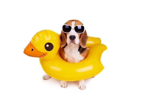 A beagle dog in an inflatable floating circle in the shape of a duckling on a white isolated background. Summer holidays. Copy space.
