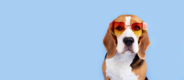 Mavi izole edilmiş arka planda güneş gözlüğü takan bir av köpeği. Pankart. Yaz kavramı. Boşluğu kopyala.