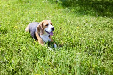 Köpek yavrusu, güneşli bir günde, yaz çayırında yeşil çimlerin üzerinde uzanıyor..