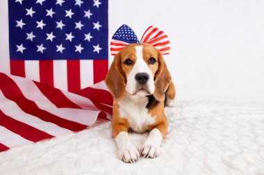  Amerikan bayrağının yanında sevimli bir av köpeği yatıyor. 4 Temmuz Bağımsızlık Günü. Mutlu ABD Anma Günleri. 