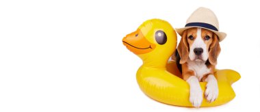 Hasır şapkalı bir av köpeği ve beyaz izole bir arka planda ördek yavrusu şeklinde şişme bir daire. Yaz tatili. Uzayı kopyala Pankart