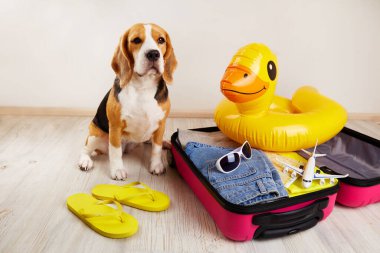 İçinde bir sürü şey olan bir çantada bir av köpeği ve denizde yaz tatili için şişme bir ördek yavrusu.. 