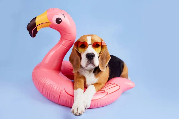 Güneş gözlüğü takan bir av köpeği mavi izole bir arka planda şişirilebilir pembe bir flamingonun üzerinde yatar. Yaz tatili kavramı, deniz kenarında ya da havuzda dinlenmek..