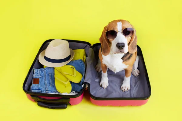 Een Beagle Dog Een Koffer Met Spullen Voor Een Zomervakantie — Stockfoto