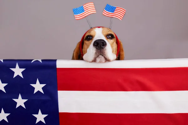 Beagle dog near the American flag. Happy USA Memorial Day. Independence Day.