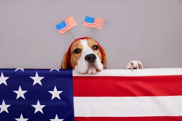 Beagle dog near the American flag. Happy USA Memorial Day. 4 July Independence Day.