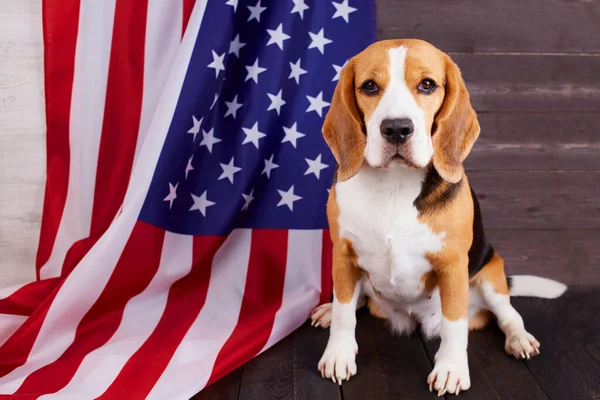 Beagle dog on the background of the American flag. Greeting card from July 4 - Independence Day with pets. Happy USA Memorial Day.
