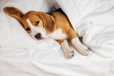 Beagle köpeği battaniyenin altında bir yastığın üzerinde yatıyor. 