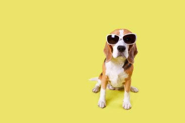Sarı izole edilmiş arka planda güneş gözlüğü takan bir av köpeği. Yaz tatili konsepti, yaz satışları. Boşluğu kopyala.