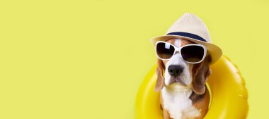 Hasır şapkalı, güneş gözlüklü ve sarı izole edilmiş arka planda yüzen sevimli bir av köpeği. Deniz kenarında bir yaz tatili konsepti. Pankart. Boşluğu kopyala.