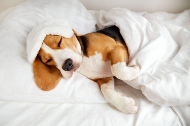 Bir av köpeği battaniyenin altındaki yastıkta uzanıyor ve uyuyor. Sıcak, sade bir ortam..