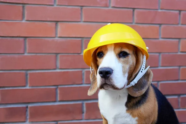 Câine Beagle Într Cască Construcție Perete Cărămidă Happy Labor Day — Fotografie, imagine de stoc
