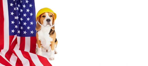 Beagle Dog Construction Helmet Next American Flag White Isolated Background — Stock Photo, Image